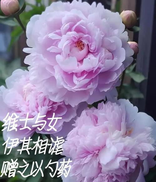 紫色菊花的花语是什么？它传达了哪些情感？