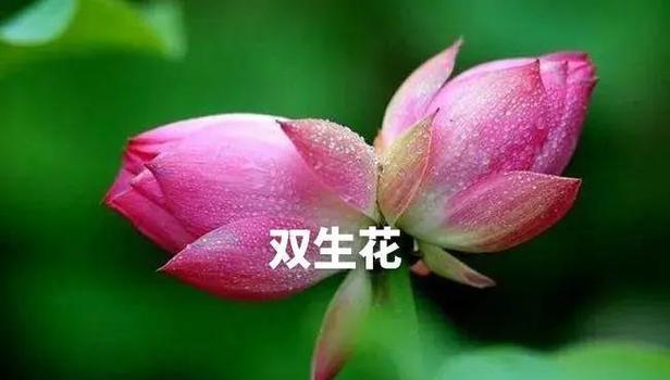 一花双色的花语有何独特之处？