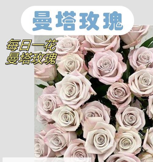 一花双色的花语有何独特之处？