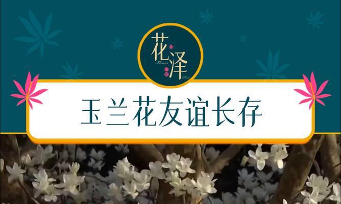 玉兰花除了美丽还有哪些花语？