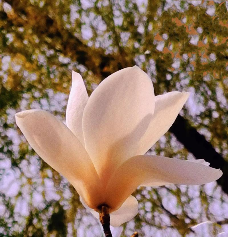 玉兰花除了美丽还有哪些花语？