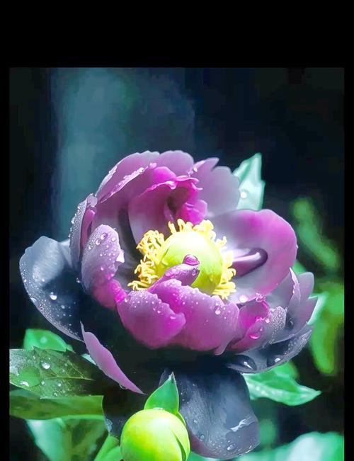 黑杜丹的花语代表了什么？