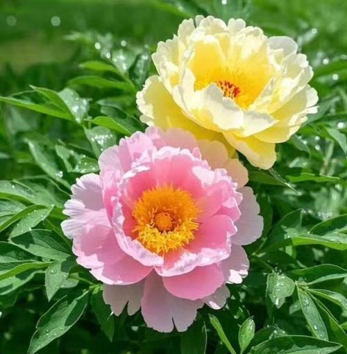 牡丹花在阴间文化中象征着什么？