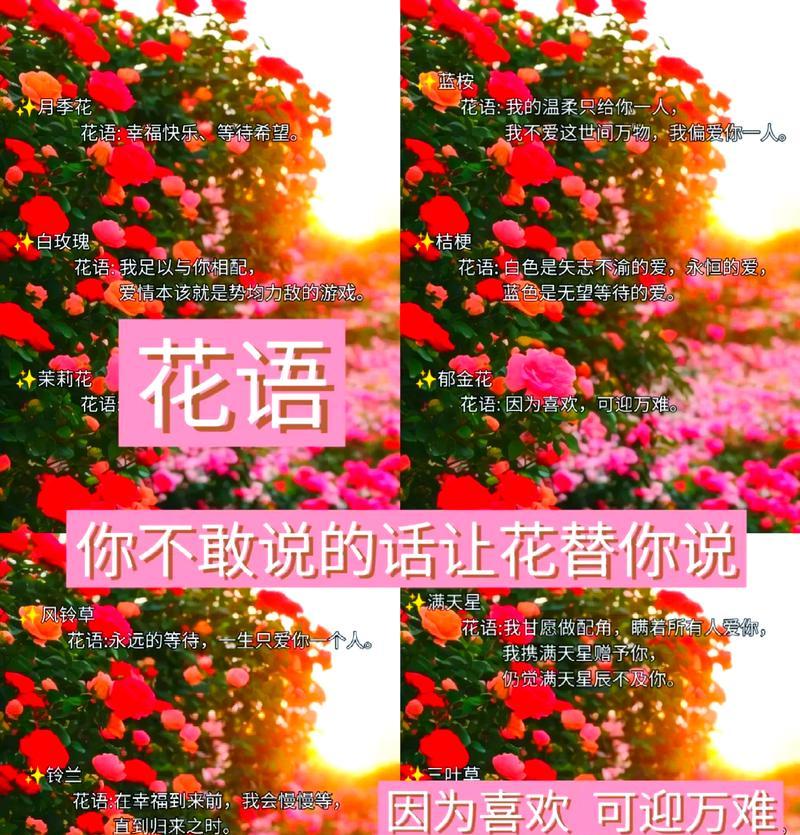 茉莉玫瑰的花语具体是什么？