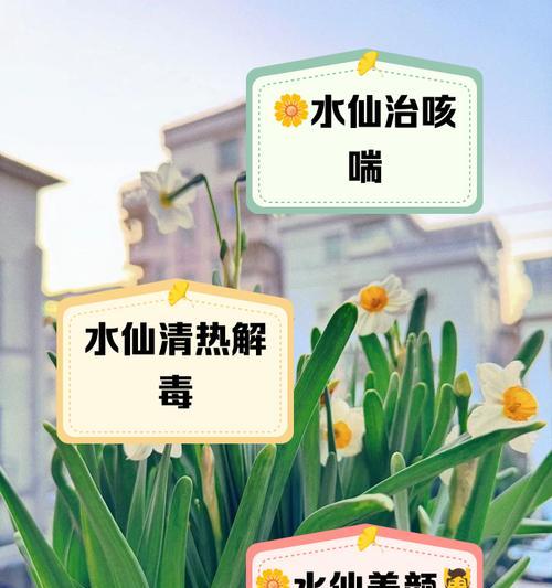 水仙花的花语含义是什么？