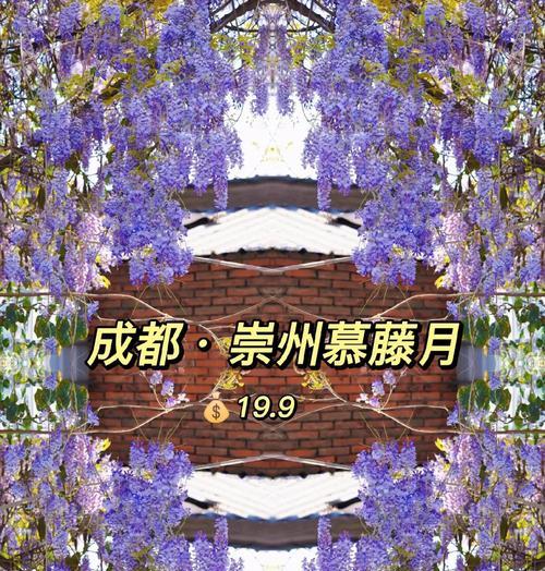 紫藤的花语象征着哪些意义？