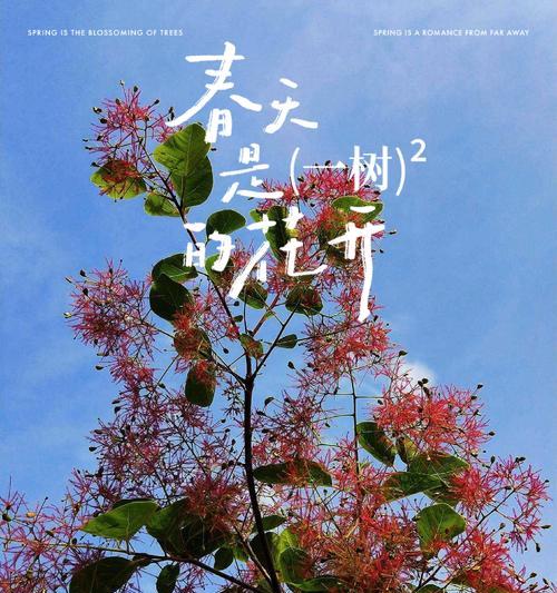 红叶黄栌的花语具体是什么？
