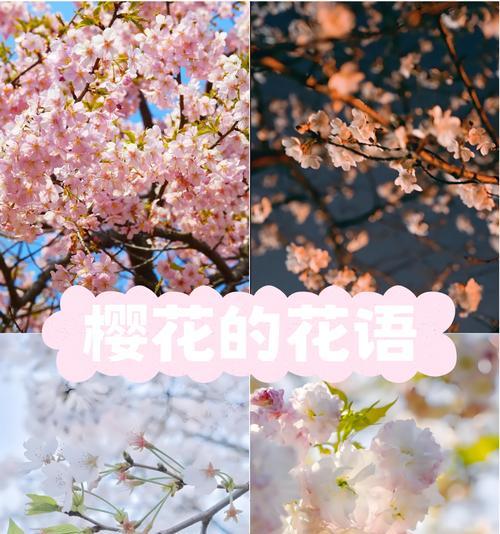 蓝色与粉色搭配的花语有何特别含义？
