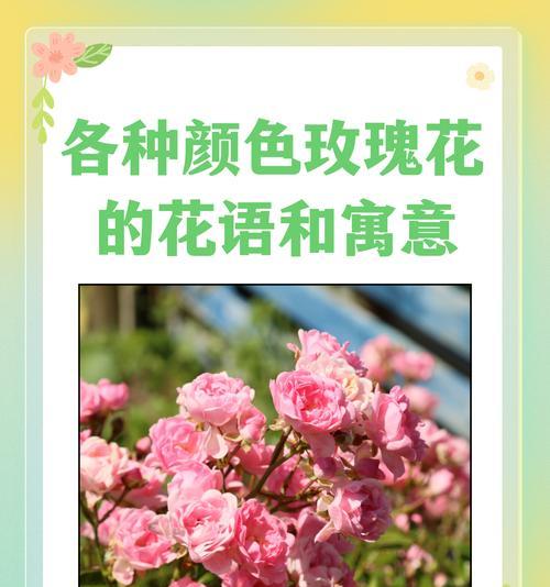 蓝色与粉色搭配的花语有何特别含义？