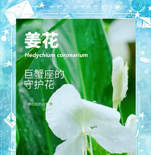 哪些花名和花语具有特别的意义？