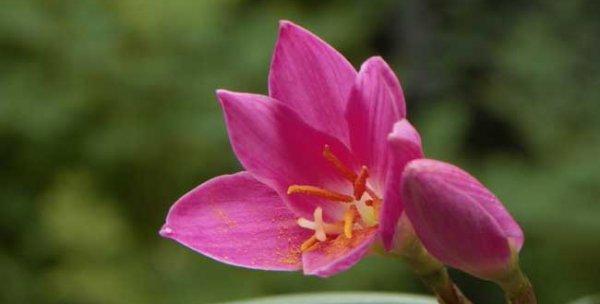 冷兔宝宝花语是什么？它象征着什么？