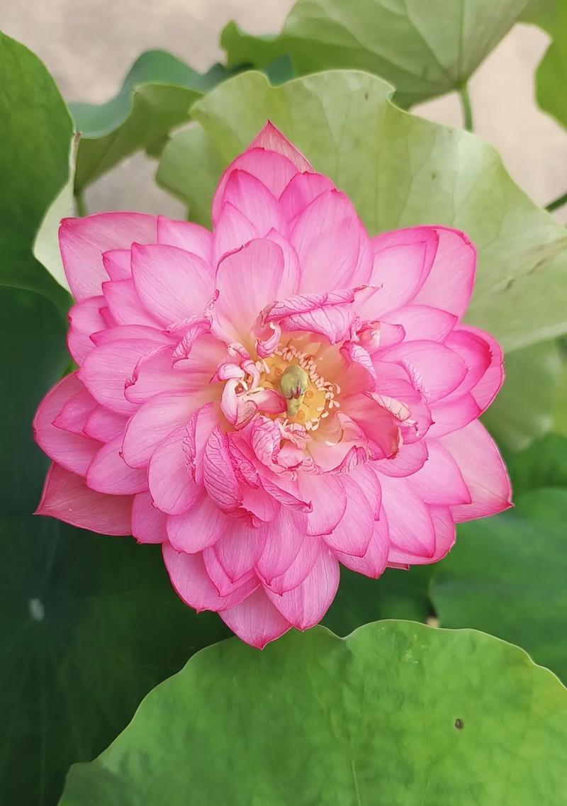 无法失去的人的花语是什么？哪种花象征着无法失去的爱？