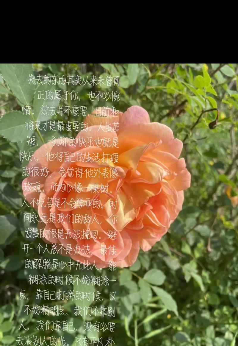 无法失去的人的花语是什么？哪种花象征着无法失去的爱？