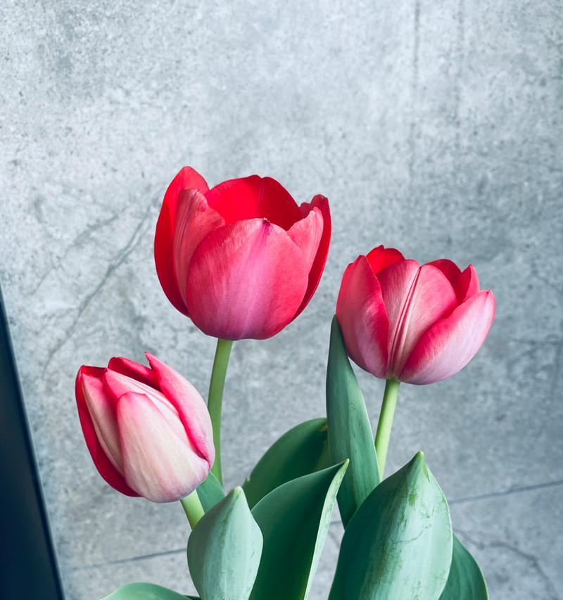 无法失去的人的花语是什么？哪种花象征着无法失去的爱？