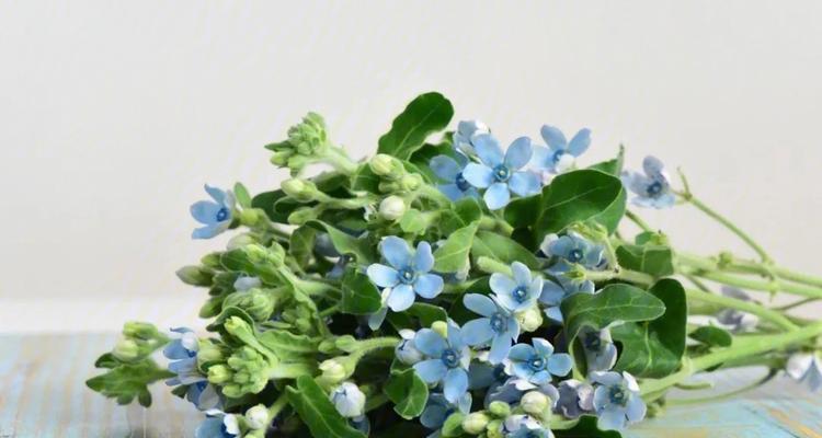 蓝星花还有一个花语是什么？蓝星花的双重含义是什么？