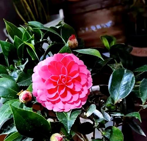 茶花和茶梅的花语有何不同？它们各自代表了什么？