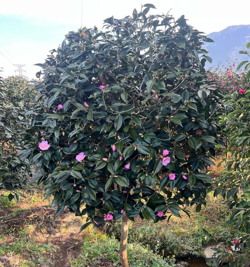 茶花和茶梅的花语有何不同？它们各自代表了什么？