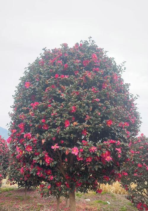 茶花和茶梅的花语有何不同？它们各自代表了什么？