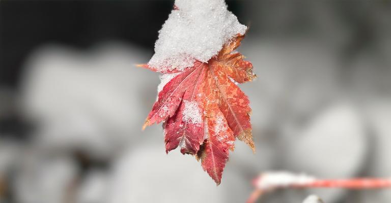 梦中注定的花语花名是什么？如何解读梦境中的花语？