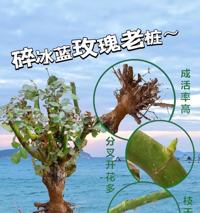 浅蓝玫瑰的寓意是什么？它表达了怎样的情感？