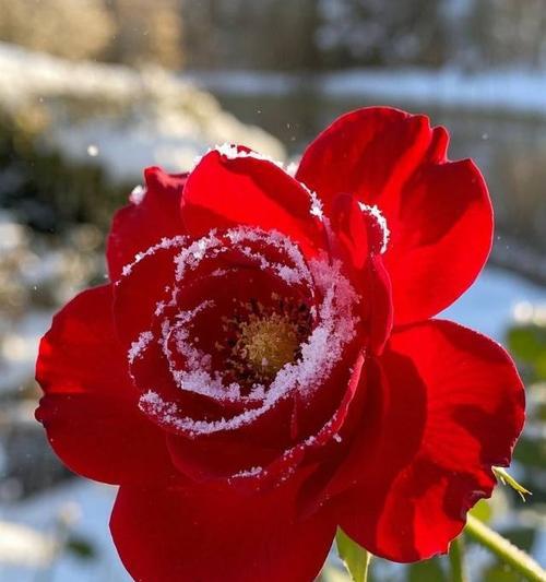 雪中红玫瑰花寓意什么含义？它传递了怎样的信息？