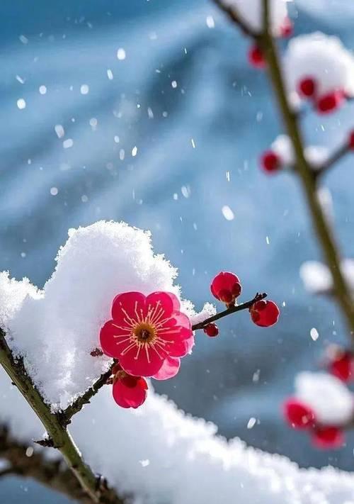 雪中红玫瑰花寓意什么含义？它传递了怎样的信息？