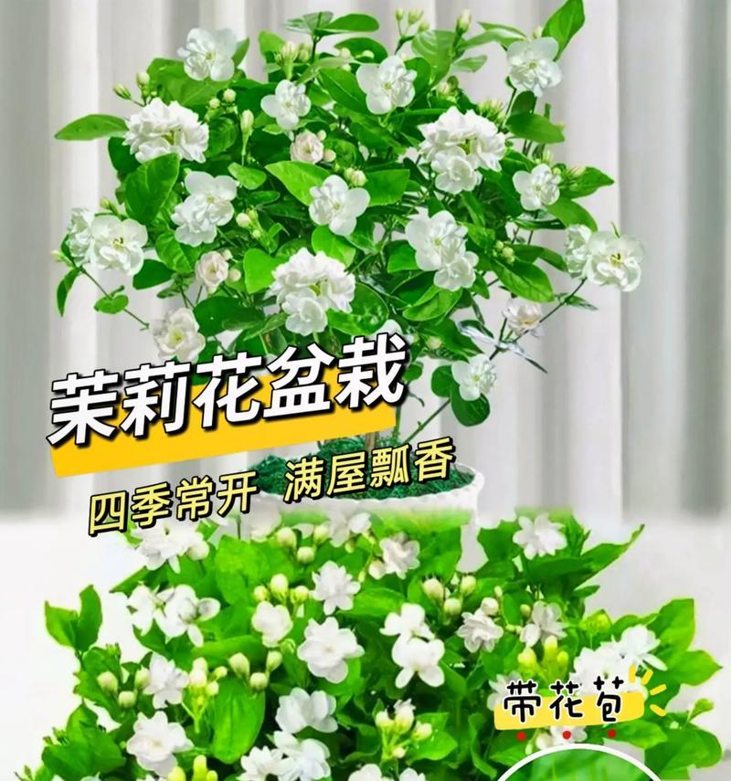 茉莉友情花语是什么？茉莉代表了什么情感？