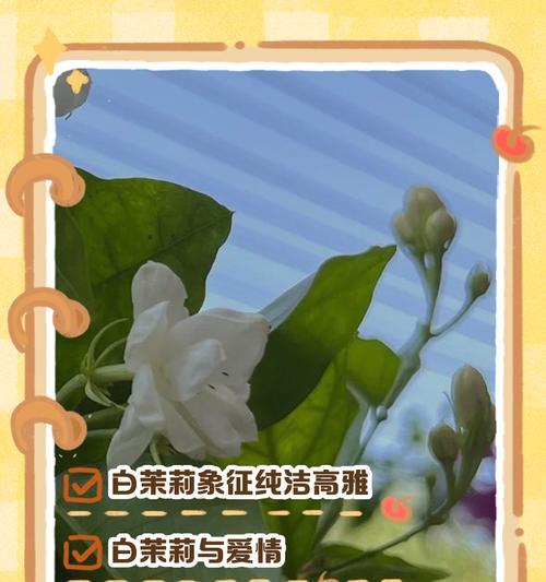 茉莉友情花语是什么？茉莉代表了什么情感？