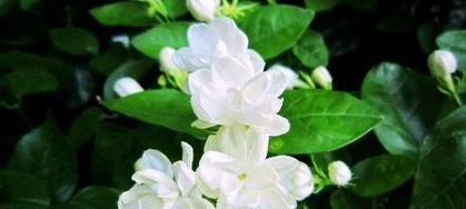 茉莉友情花语是什么？茉莉代表了什么情感？