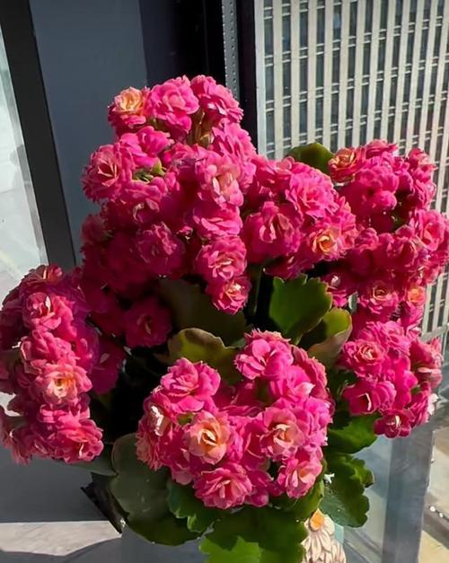 奶油玫瑰花的寓意是什么？如何选择寓意美好的奶油玫瑰？