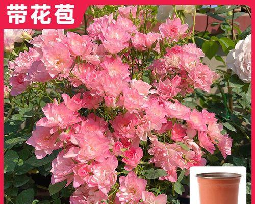 天荷月季的花语是什么意思啊？天荷月季象征着什么？