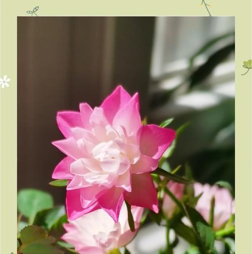 天荷月季的花语是什么意思啊？天荷月季象征着什么？