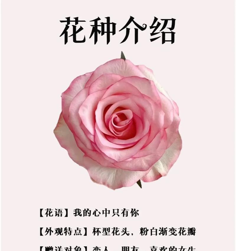 哪种花代表了明确无误的爱？