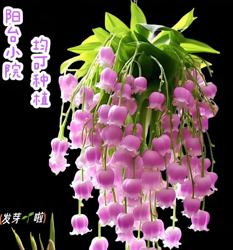 铃兰花的花语有哪些？