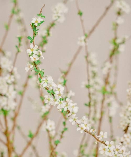 雪柳的花语含义是什么呢？雪柳花象征着什么？