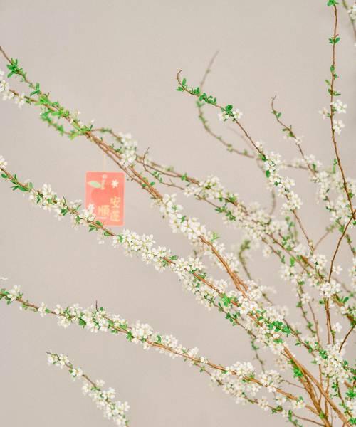 雪柳的花语含义是什么呢？雪柳花象征着什么？