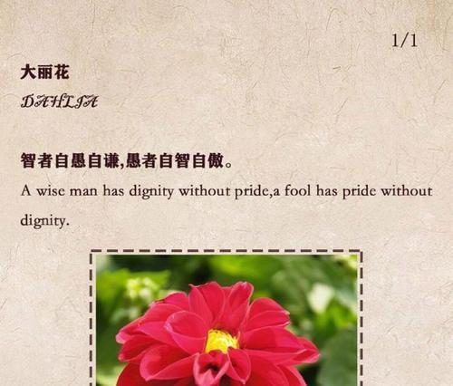 花语花愿的含义是什么？能给出例子吗？