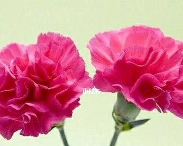桃子的花语笔记是如何制作的？它包含了哪些内容？