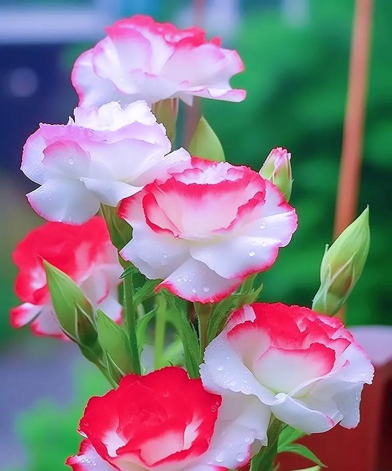 桔梗花语有何特别之处？适合表达哪种情感？