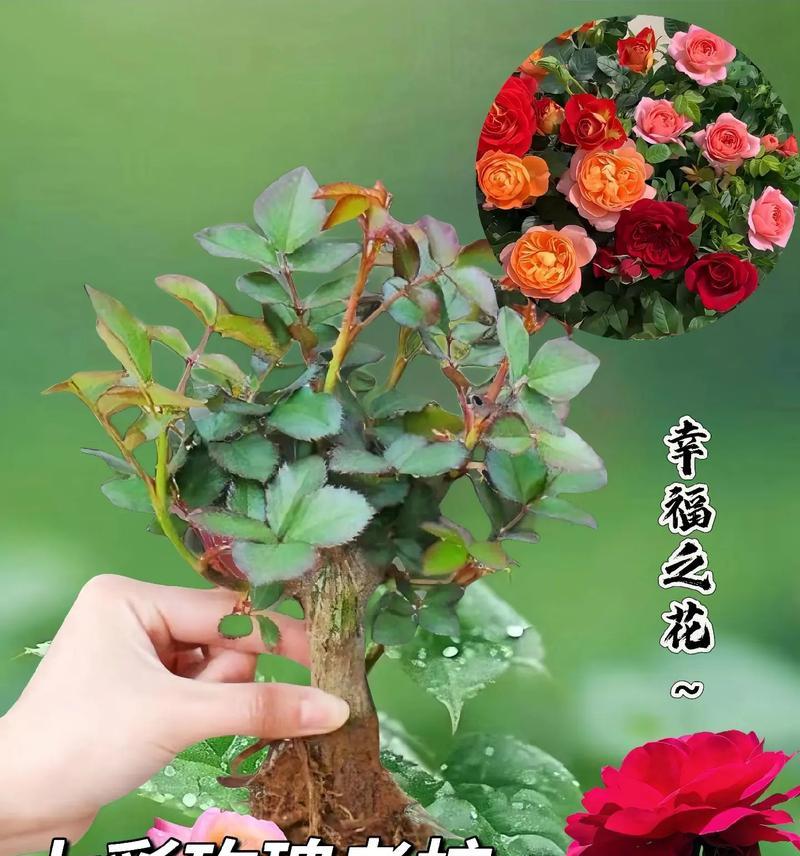 六朵玫瑰花的花语是什么？