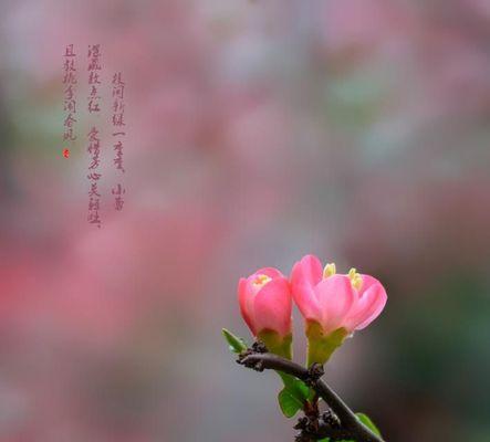 海棠花搞笑的花语是什么？如何理解其幽默含义？