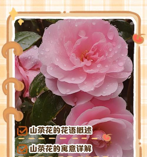 代表很凶的花语是什么花？哪种花的花语与“凶”相关？