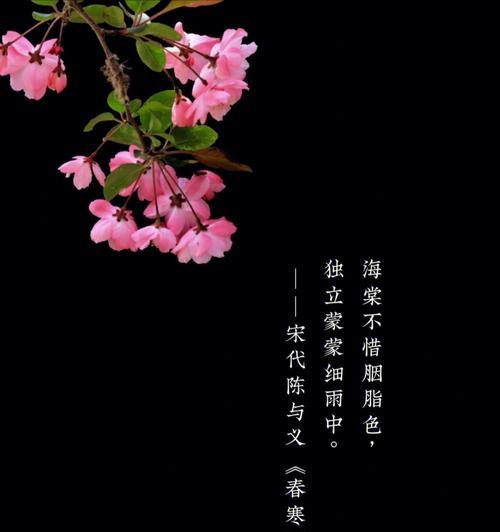 海棠花的花语有哪些？代表什么意义？