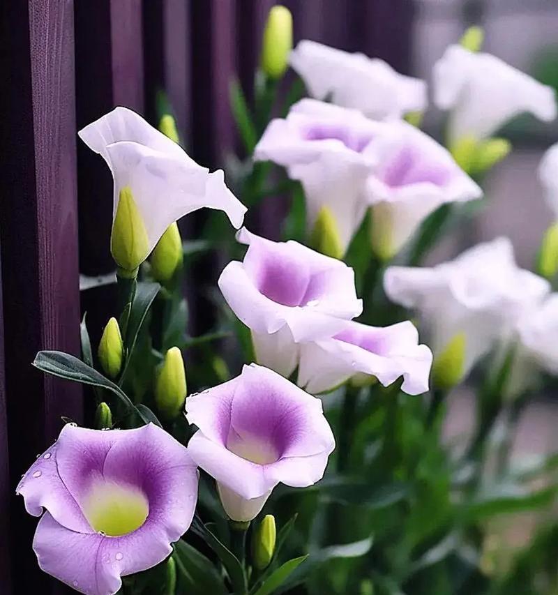 马蹄花语是什么意思啊网络用语？马蹄花在网络用语中代表什么？