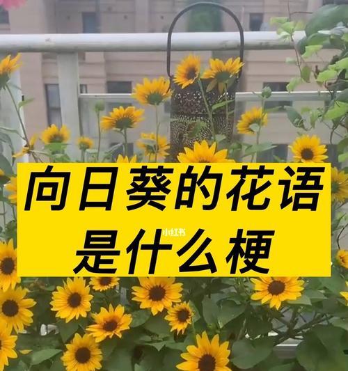 火的花语梗有哪些？