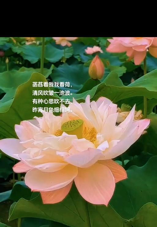 青棠花的花语有何深意？青棠花象征着什么？