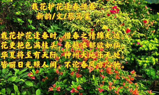 青棠花的花语有何深意？青棠花象征着什么？