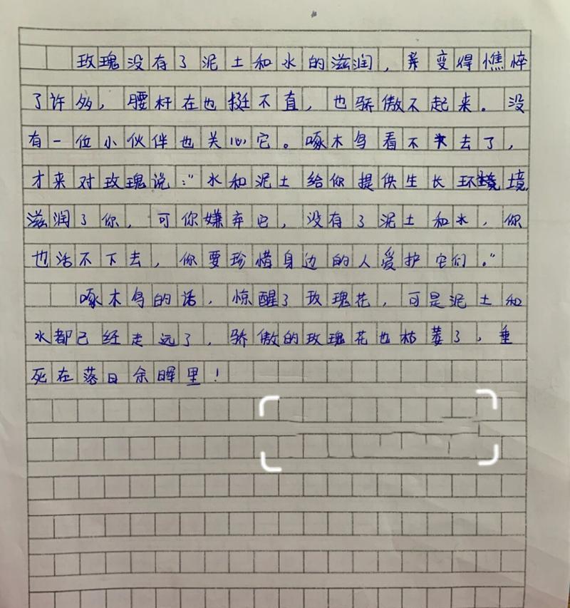 玫瑰花寓意作文300字如何撰写？