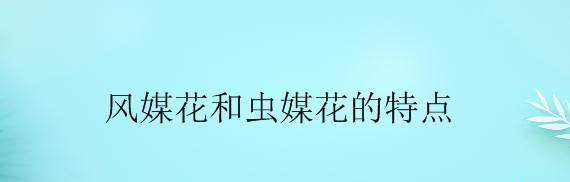流风不解花的含义是什么？