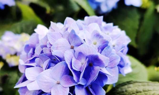 流风不解花的含义是什么？